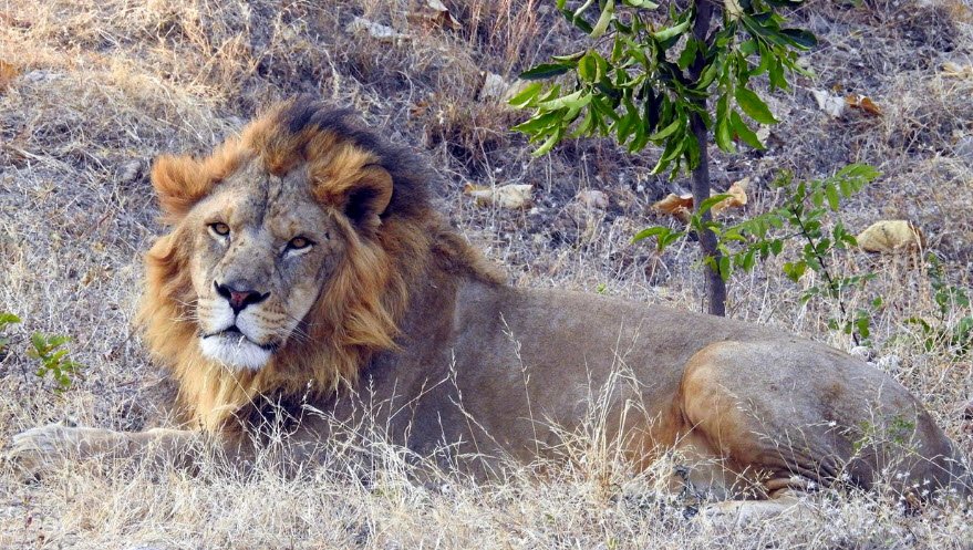 Kumbhalgarh Wildlife Sanctuary